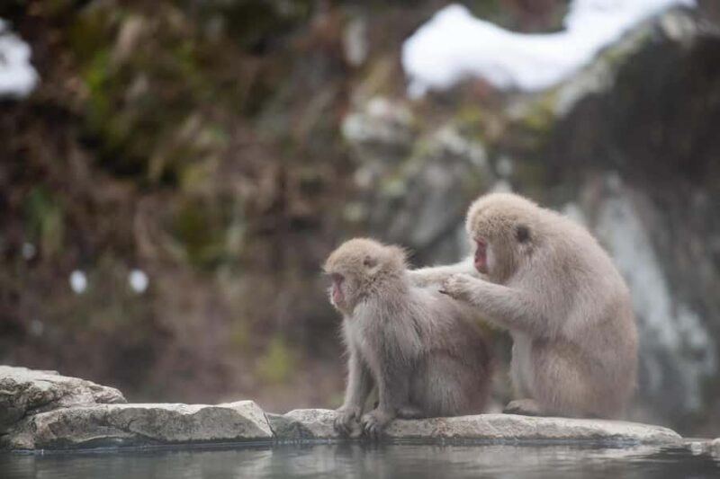 Tokyo: Private Nagano Zenko-ji & Snow Monkeys Day Trip - Who Is This Tour Best For?