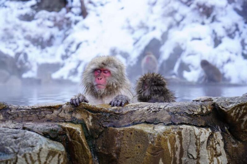 Tokyo: Private Nagano Zenko-ji & Snow Monkeys Day Trip - FAQ