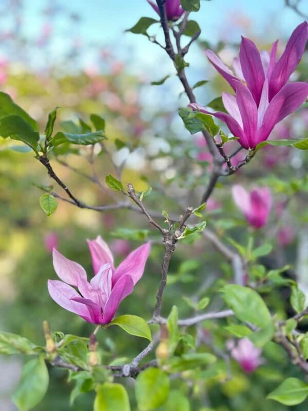 TOKYO: Professional Gardener Guides Gardens by E-bike -BASIC - Who Should Consider This Tour?