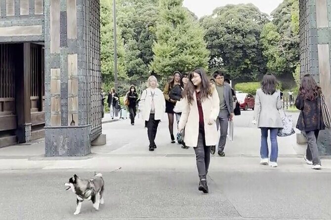 Tokyo Shiba Inu Walk | Picnic with Ginta at Edo Castle Gardens - Educational & Fun Stories