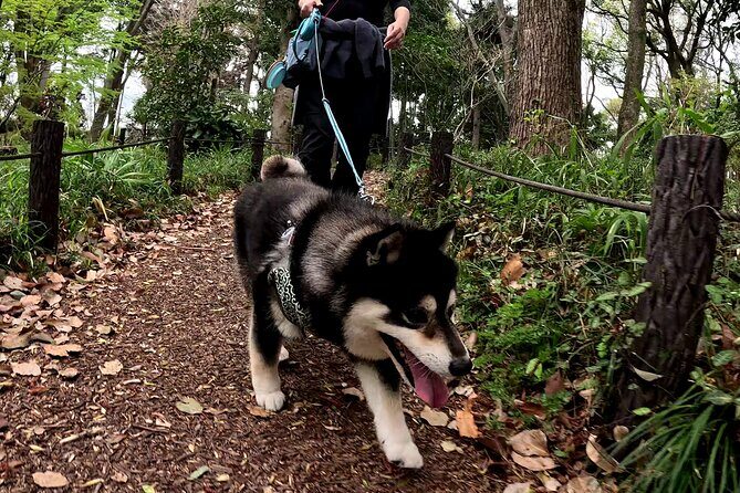 Tokyo Shiba Inu Walk | Picnic with Ginta at Edo Castle Gardens - Transportation & Accessibility