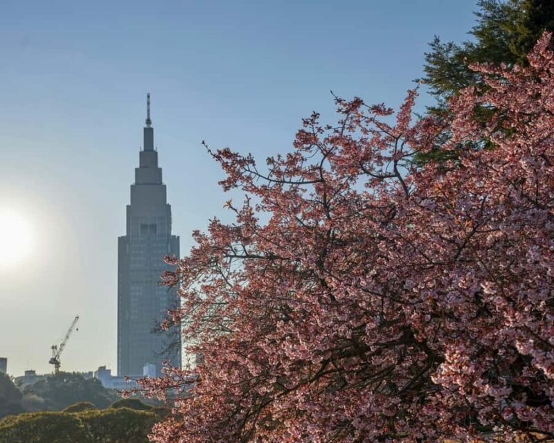 Tokyo: Shinjuku Gyoen Cherry Blossom Tour & Entry - Practical Details: What You Should Know