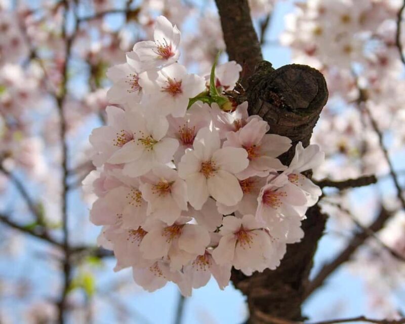 Tokyo: Shinjuku Gyoen Cherry Blossom Tour & Entry - Who is This Tour Best For?