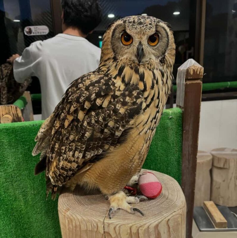 Tokyo: Shinjuku Gyoen, Meiji Shrine, and Shibuya Tour - FAQs