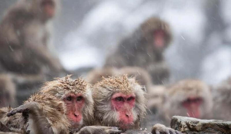 Tokyo: Snow Monkey and Nagano One-Day Private Tour - Zenko-ji Temple: A Sacred Landmark