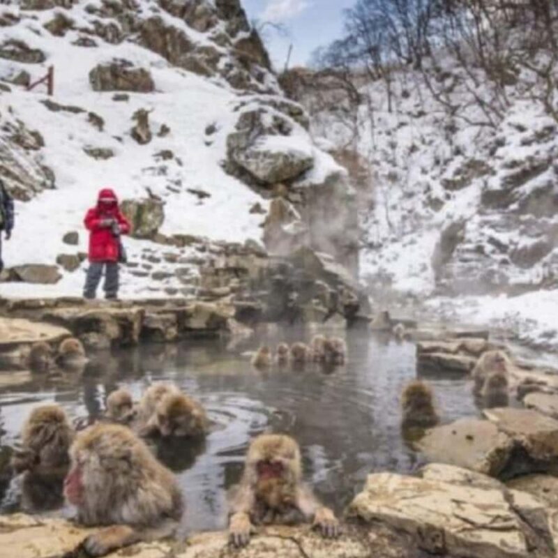 Tokyo: Snow Monkey Park and Zenkoji Temple Private Day Tour - An In-Depth Look at the Tour