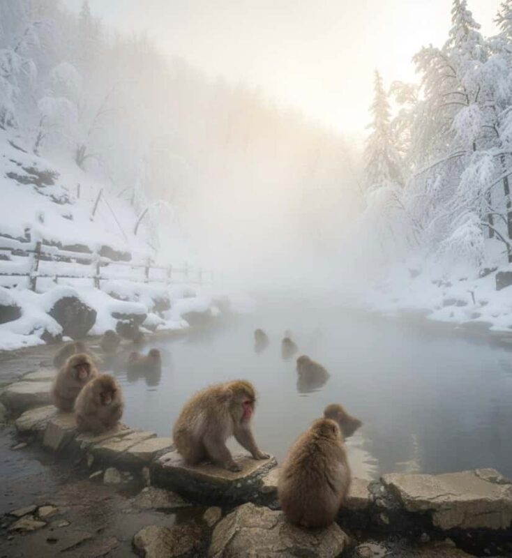 Tokyo: Snow Monkey Park & Nagano Highlights Private Trip - The Sum Up: Who Will Love This Tour?