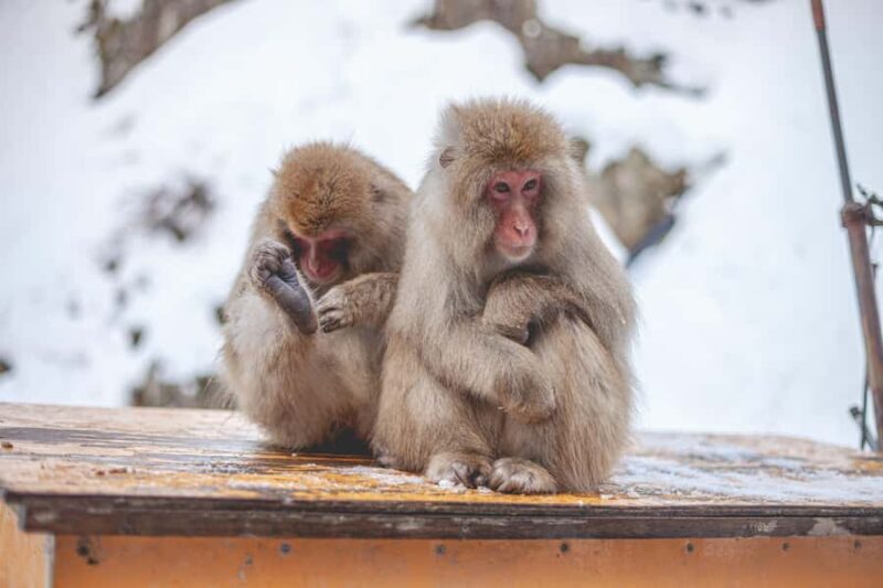 Tokyo: Snow Monkey Park & Nagano Highlights Private Trip - FAQs