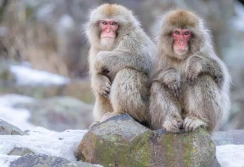 Tokyo: Snow Monkey Park Private Customize Tour English Guide - Key Points