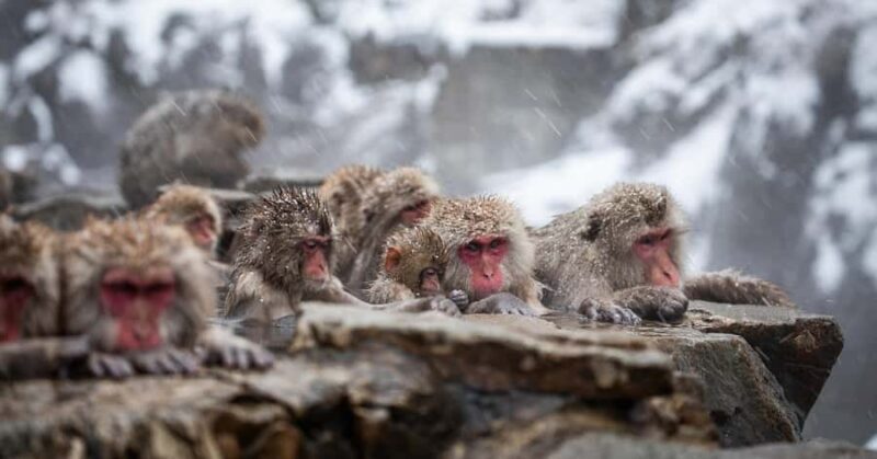 Tokyo: Snow Monkey Park Private Tour Customizable Day Trip - Key Points