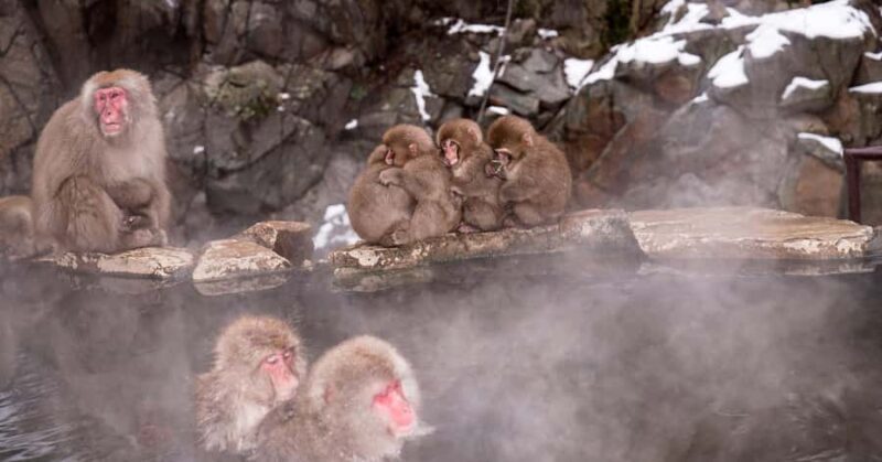 Tokyo: Snow Monkey Park Private Tour Customizable Day Trip - FAQ