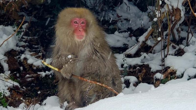 Tokyo: Snow Monkeys, Zenkoji Temple, & Obuse Day Trip - Who Would Love This Tour?
