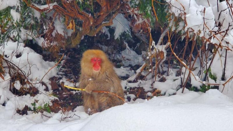 Tokyo: Snow Monkeys, Zenkoji Temple, & Obuse Day Trip - FAQs