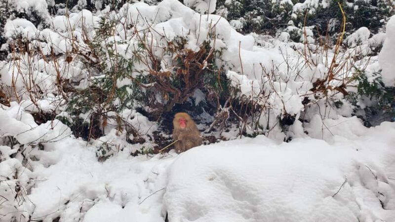 Tokyo: Snow Monkeys, Zenkoji Temple, & Obuse Day Trip - Final Words