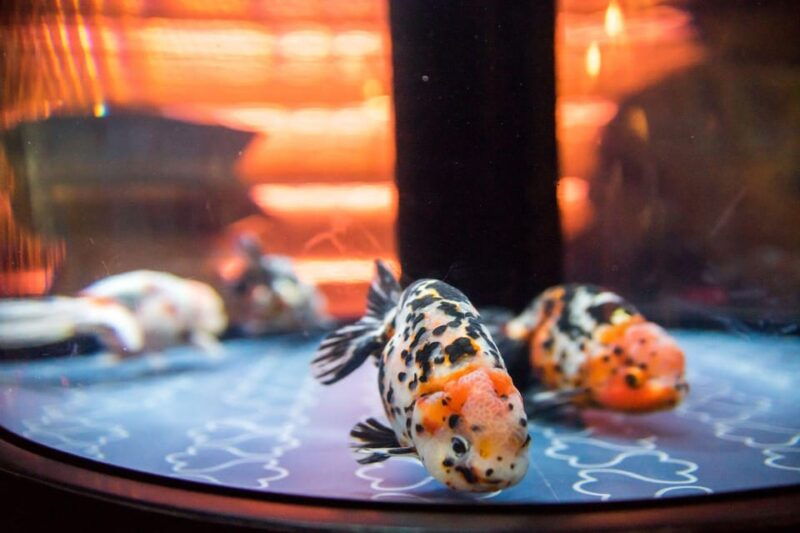 tokyo-sumida-aquarium-entry-ticket