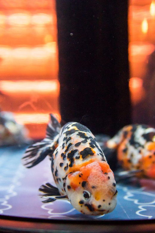 tokyo-sumida-aquarium-entry-ticket