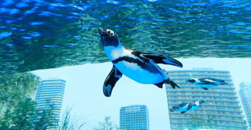 tokyo-sunshine-aquarium-entry-ticket