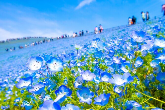Tokyo to Hitachi Seaside Park Private Day Trip by Car - Key Points