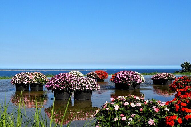 Tokyo to Hitachi Seaside Park Private Day Trip by Car - What to Expect from the Tour