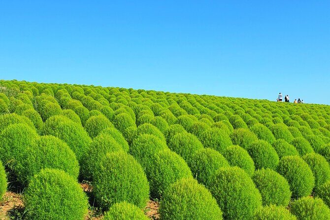 Tokyo to Hitachi Seaside Park Private Day Trip by Car - Who Would Love This Tour?