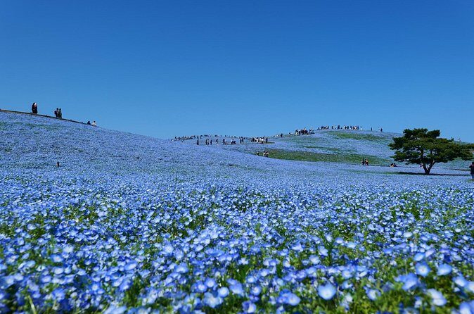 Tokyo to Hitachi Seaside Park Private Day Trip by Car - The Sum Up