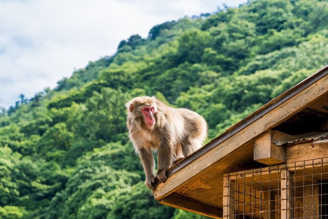 tokyo-to-kyoto-1-full-day-private-guided-tour