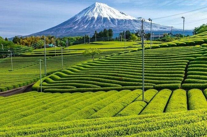Tokyo to Mount Fuji Private Guided Experiences - Duration and Timing