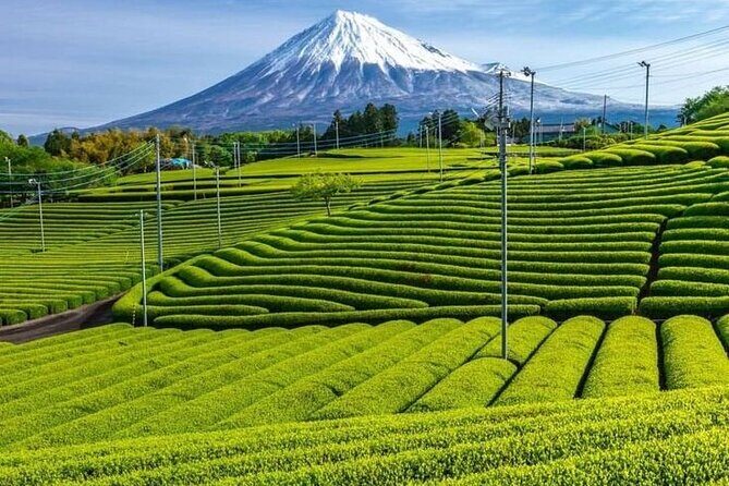 Tokyo to Mount Fuji Private Guided Experiences - Stunning Views and Scenic Stops