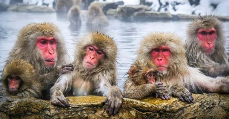 Tokyo To Nagano (Snow Monkey Zenkoji Temple Private Tour) - Key Points