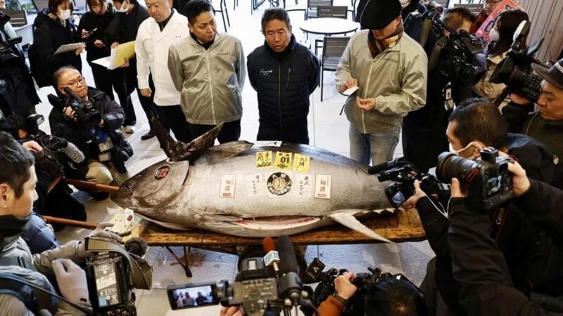 Tokyo: Toyosu Tuna Auction &Tsukiji Market Gourmet Adventure - Key Points