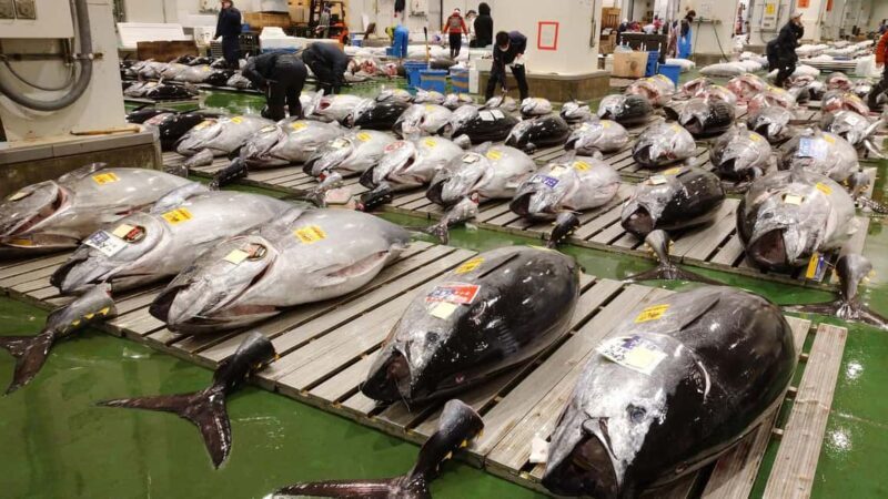 Tokyo: Toyosu Tuna Auction &Tsukiji Market Gourmet Adventure - The Experience Breakdown
