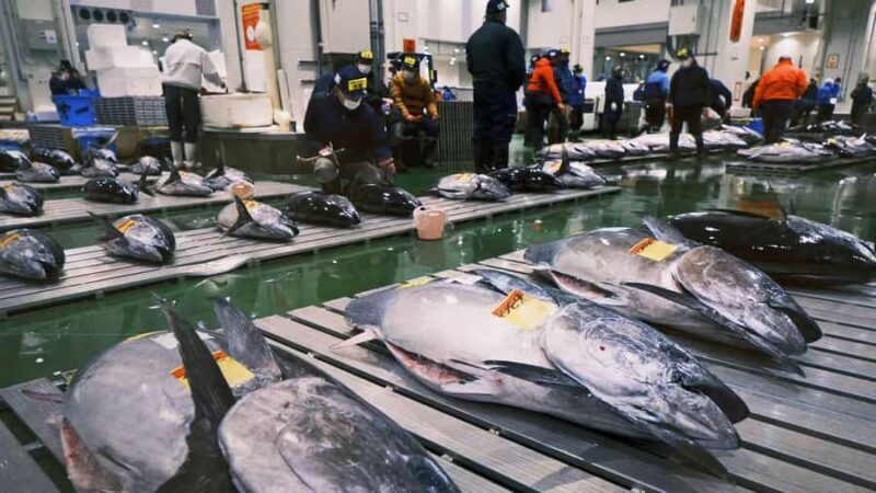 Tokyo: Toyosu Tuna Auction & Tsukiji Market Gourmet Tour - Key Points