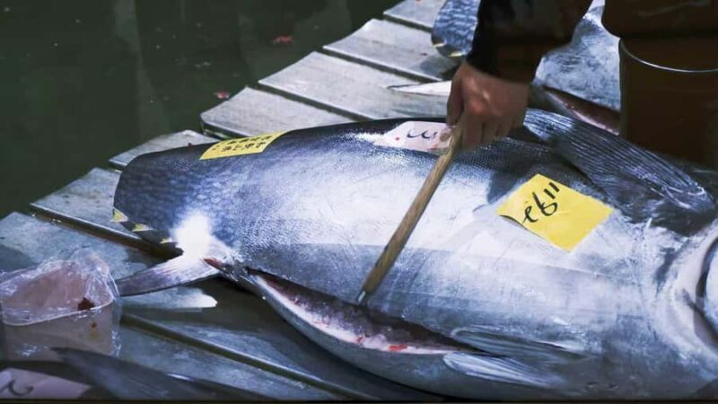 Tokyo: Toyosu Tuna Auction & Tsukiji Market Gourmet Tour - The Sum Up
