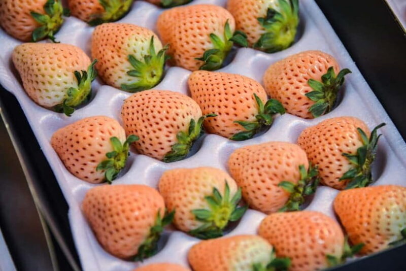 Tokyo : Tsukiji Fish Market Food Walking & Shrine Visit Tour - The Value of the Experience  