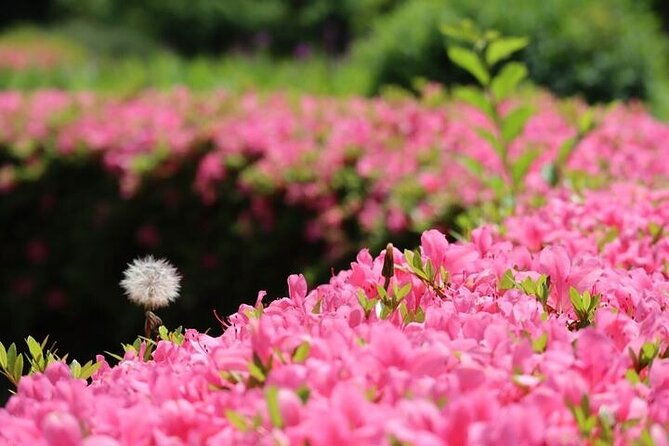 tokyo-tsukiji-hamarikyu-gardens-wellness-tour-walk-and-relax