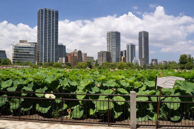 Tokyo Walking Tour 2h15 and 19 audio reviews - Final Thoughts