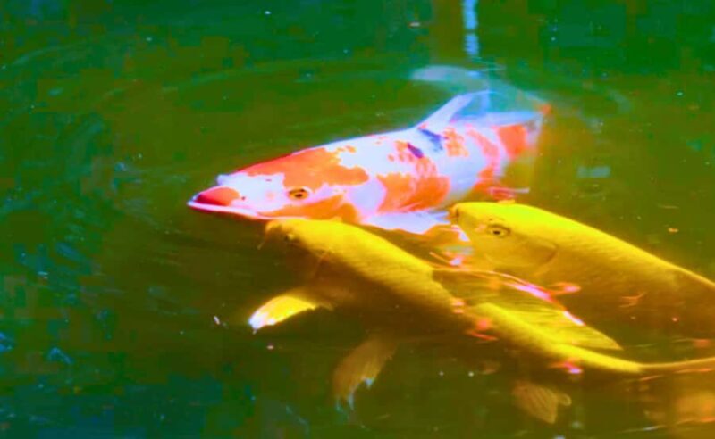 Tokyo: Walking Tour of the Imperial Palace, Shoguns, and Garden - FAQ