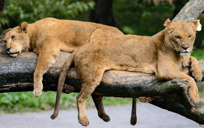 Tokyo:Customizable Private Day Trip to Mt.Fuji & Safari Park - Pricing & Value