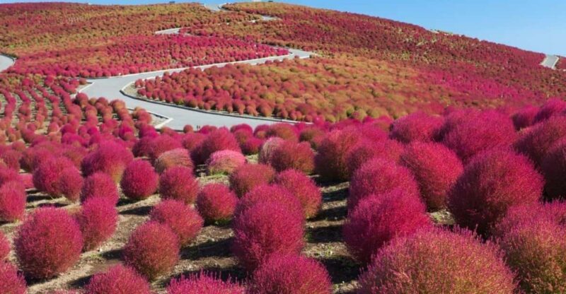 Tokyo:Hitachi seaside Park/Oarai isosaki shrine private tour - Who Will Love This Tour?