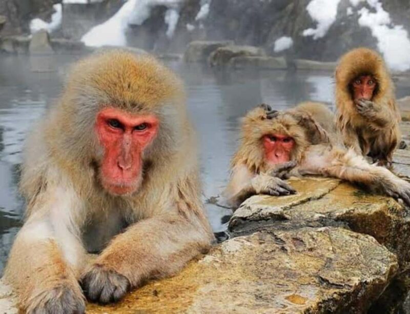 Tokyo:Nagano Snow Monkey Private Day Trip with English Guide - Exploring Nagano from Tokyo: A Detailed Review of the Snow Monkey Private Day Trip