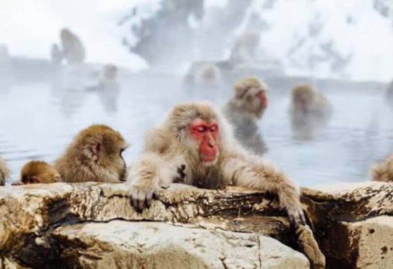 Tokyo:Nagano Snow Monkey Private Day Trip with English Guide - FAQ