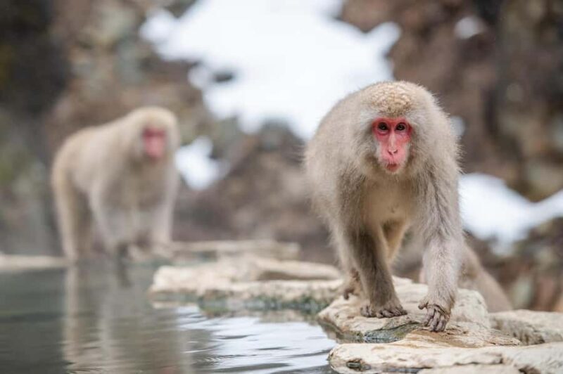 Tokyo:Nagano Snow Monkey, Zenkoji Temple, Obuse Private Trip - An In-Depth Look at the Nagano Private Day Trip from Tokyo