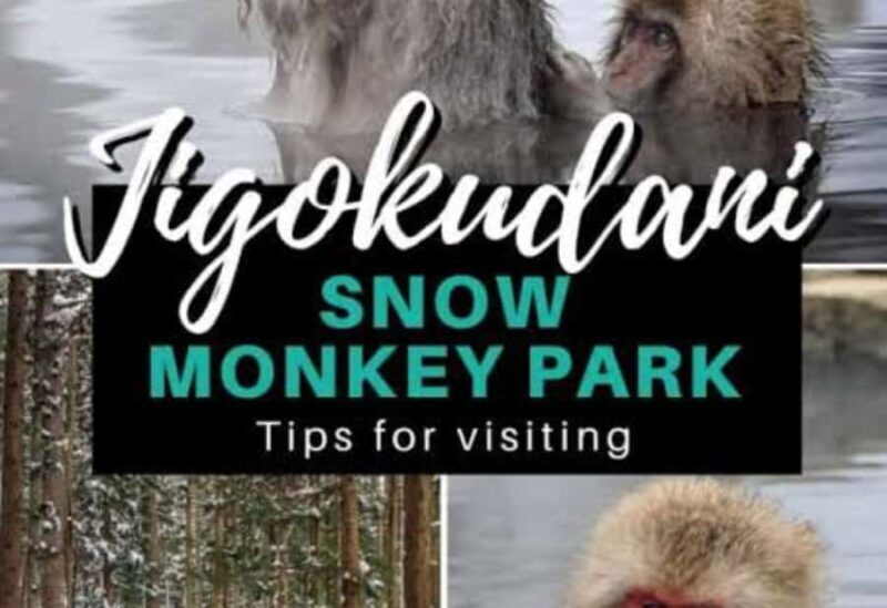 Tokyo:Snow Monkey Park Private Customized Tour English Guide - The Experience on the Ground