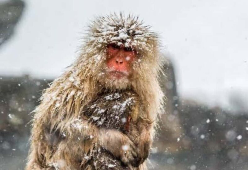 Tokyo:Snow Monkey Park Private Customized Tour English Guide - Value and Pricing