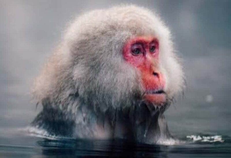 Tokyo:Snow Monkey Park Private Customized Tour English Guide - Who Will Love This Tour?