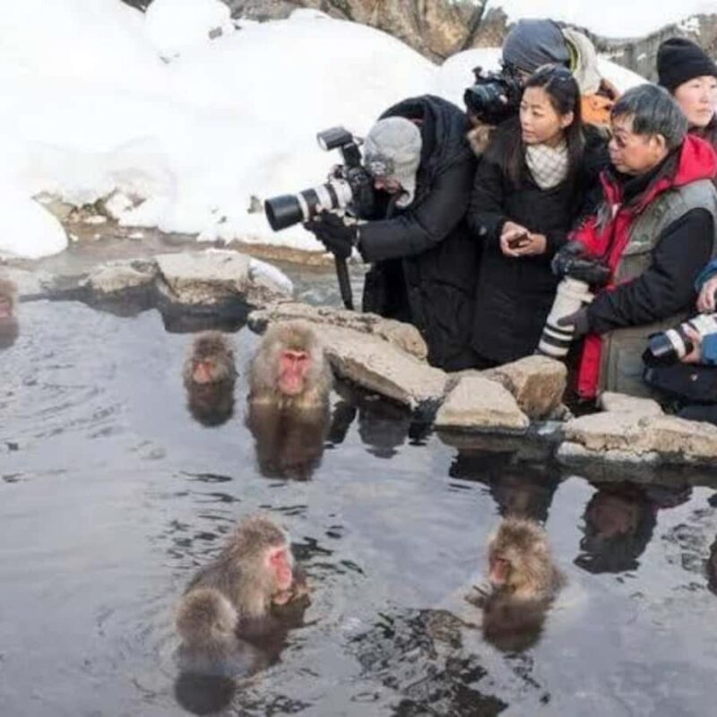 Tokyo:Snow Monkey Private Customized Tour With English guide - Key Points