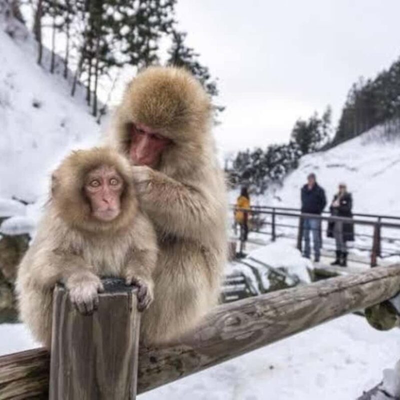 Tokyo:Snow Monkey Private Customized Tour With English guide - Who Will Love This Tour?