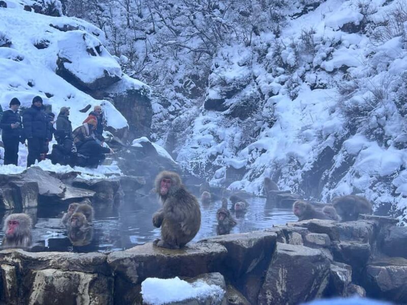 Tokyo:Snow Monkey Private Customized Tour With English guide - FAQ