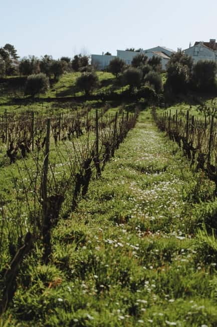 Tomar: Wine Picnic for Two - Discovering Margaval Vinhos: A Charming Winery