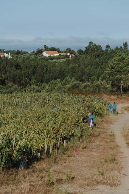 Tomar: Wine Picnic for Two - The Tasting and Winemaking Experience